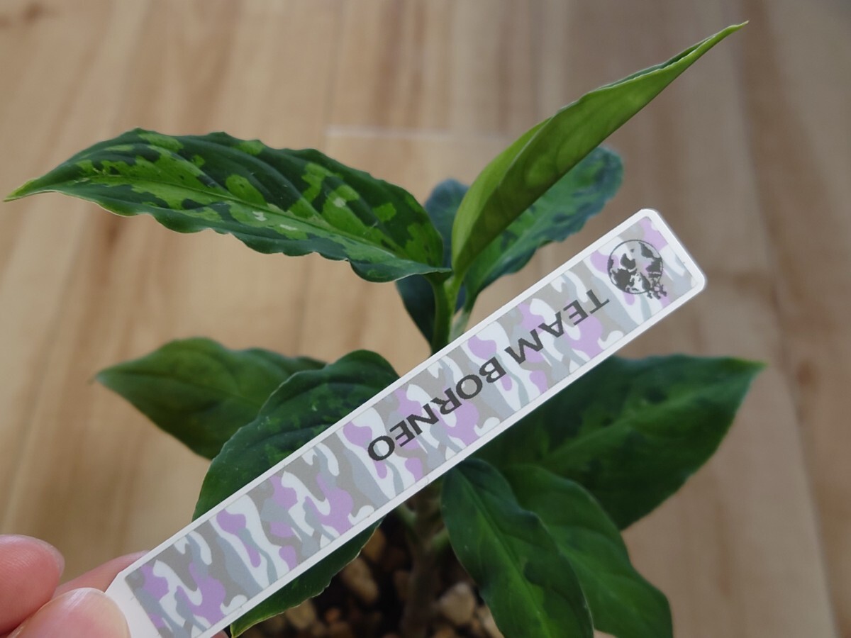 TB便 正規タグ付き Aglaonema pictum アレグロ GG2106 -55 padang sidempuan アグラオネマ ピクタムの画像7