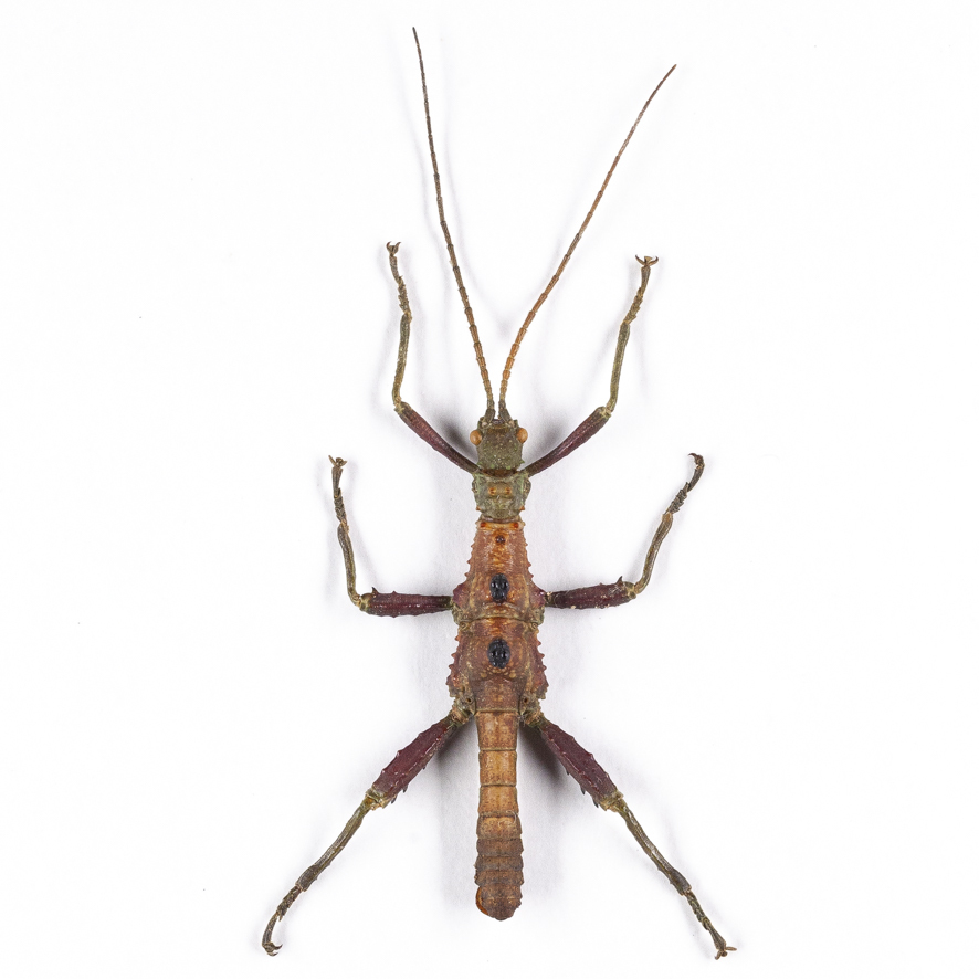 Phasmatodea sp. Mindanao 05 ナナフシ標本 ミンダナオ島の画像1