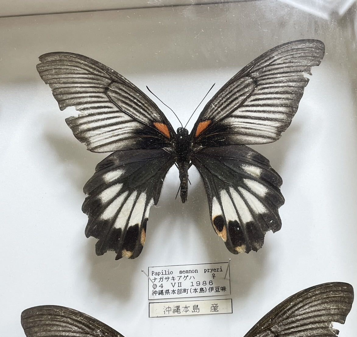  редкий! бабочка образец длина Kia ge - Германия коробка бабочка . Okinawa 1986 год подлинная вещь retro Vintage античный E9