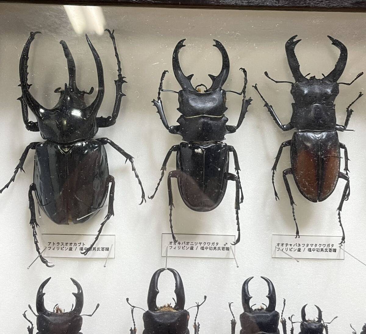  редкий! насекомое образец Chalcosoma atlas красный asi common taokinawa пила и т.п. Philippines производство Okinawa Hyogo Ehime Osaka и т.п. Германия коробка подлинная вещь J28