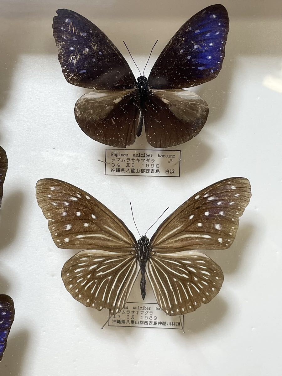  редкий! бабочка образец tsumanlasakimadalarulimada лама ru spring lirumadala и т.п. Германия коробка бабочка . Okinawa подлинная вещь retro Vintage E7
