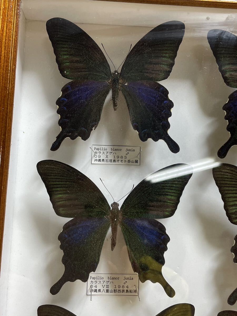  редкий! бабочка образец kalasage - okinawakalasage - и т.п. Германия коробка бабочка . Okinawa подлинная вещь retro Vintage античный E11