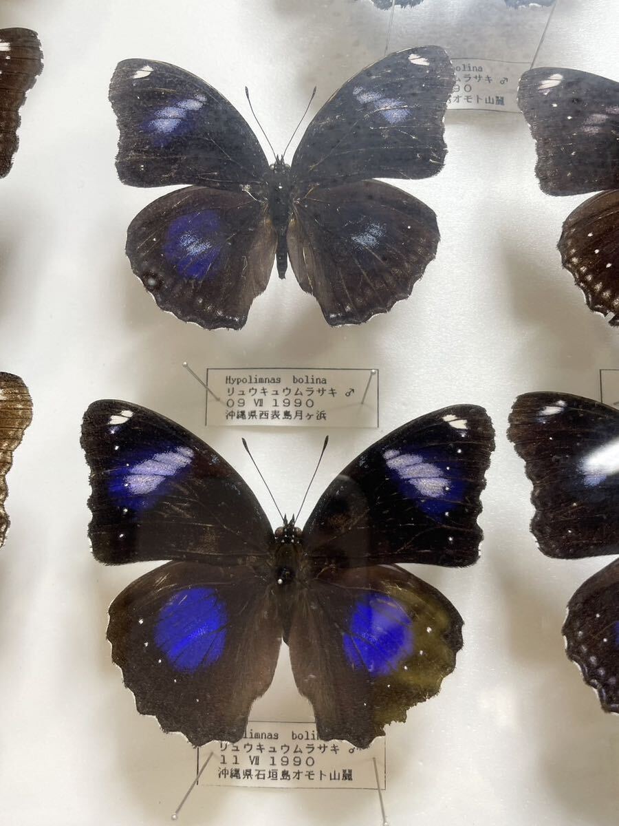  редкий! бабочка образец ryu поплавок .u фиолетовый вертикальный пчела .u. и т.п. Германия коробка бабочка . Okinawa подлинная вещь retro Vintage античный E12