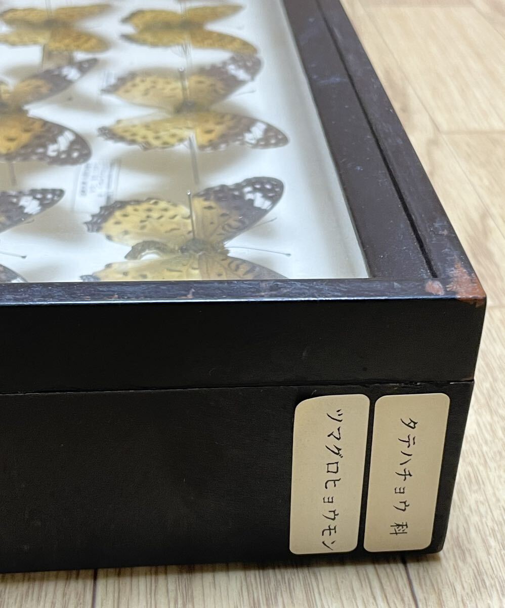  редкий! бабочка образец tsu тунец леопард mon вертикальный пчела .u. Германия коробка бабочка . Hyogo подлинная вещь retro Vintage сокровище collector J32