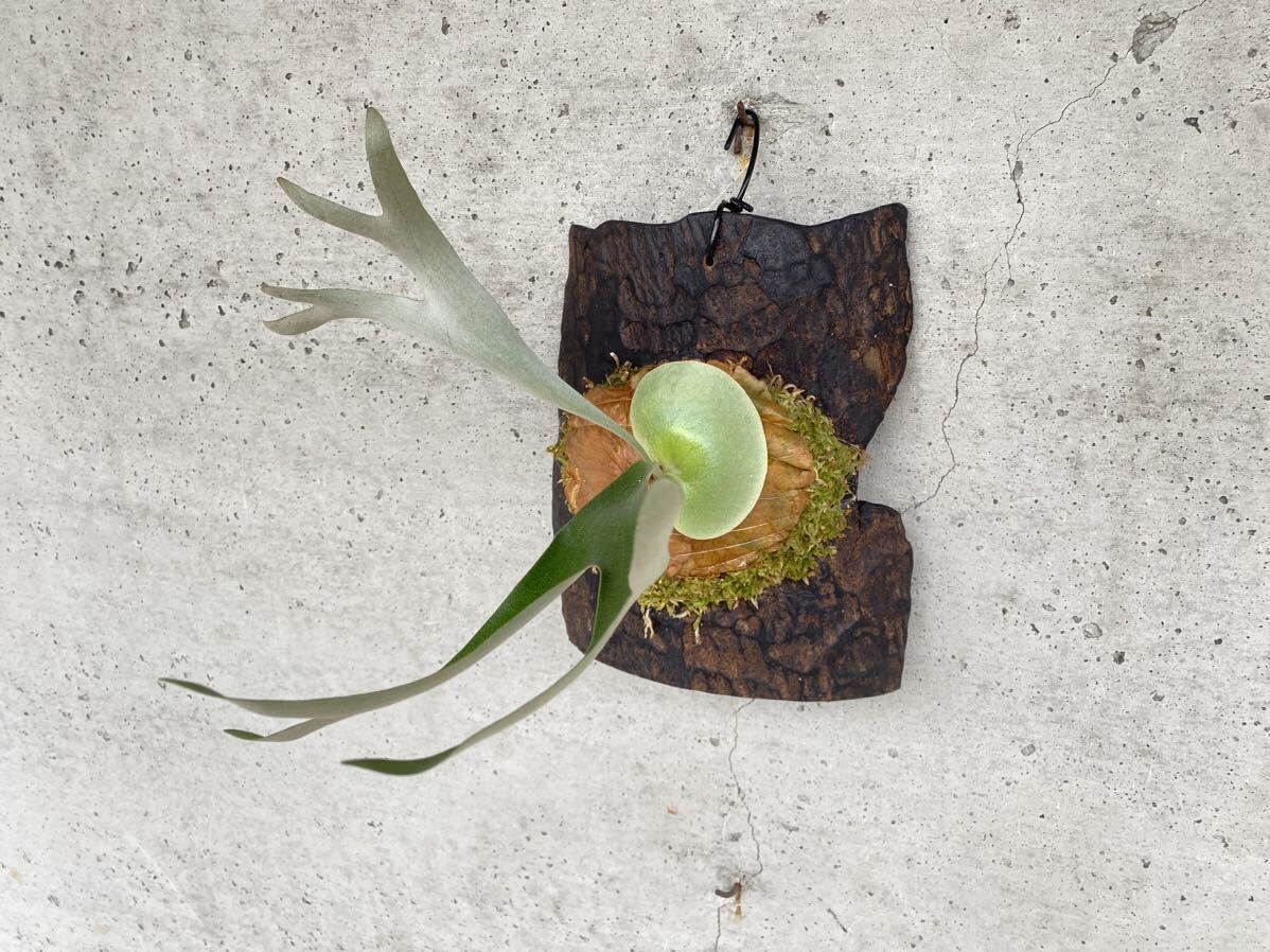 P.Jims staghorn fern Platycerium 