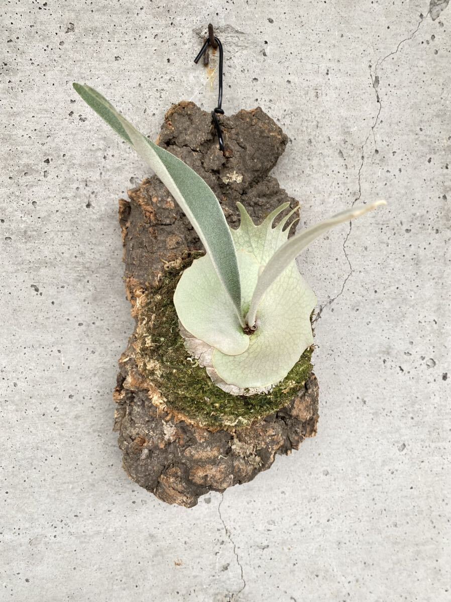 P.Veichii wild Aus wild .. staghorn fern Platycerium cork 