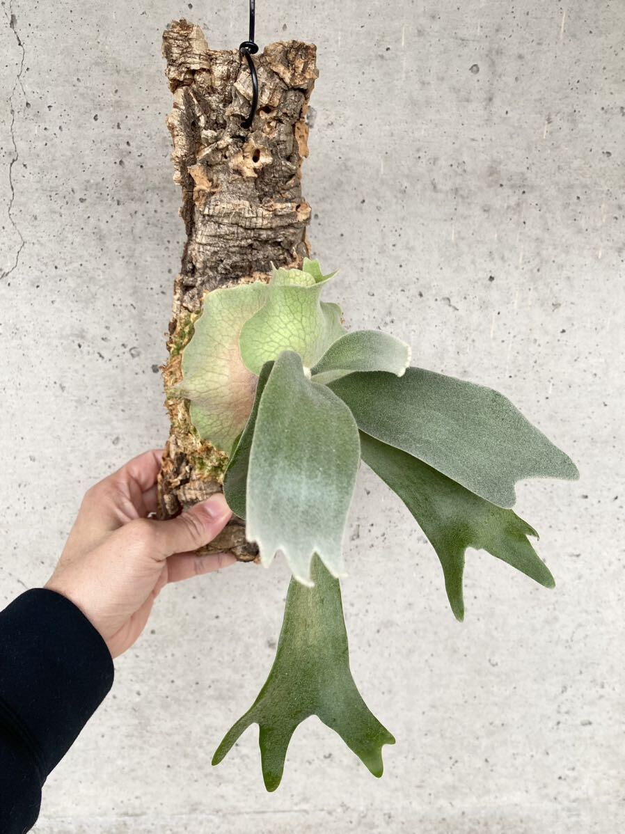 P.Celso original staghorn fern Platycerium cork 