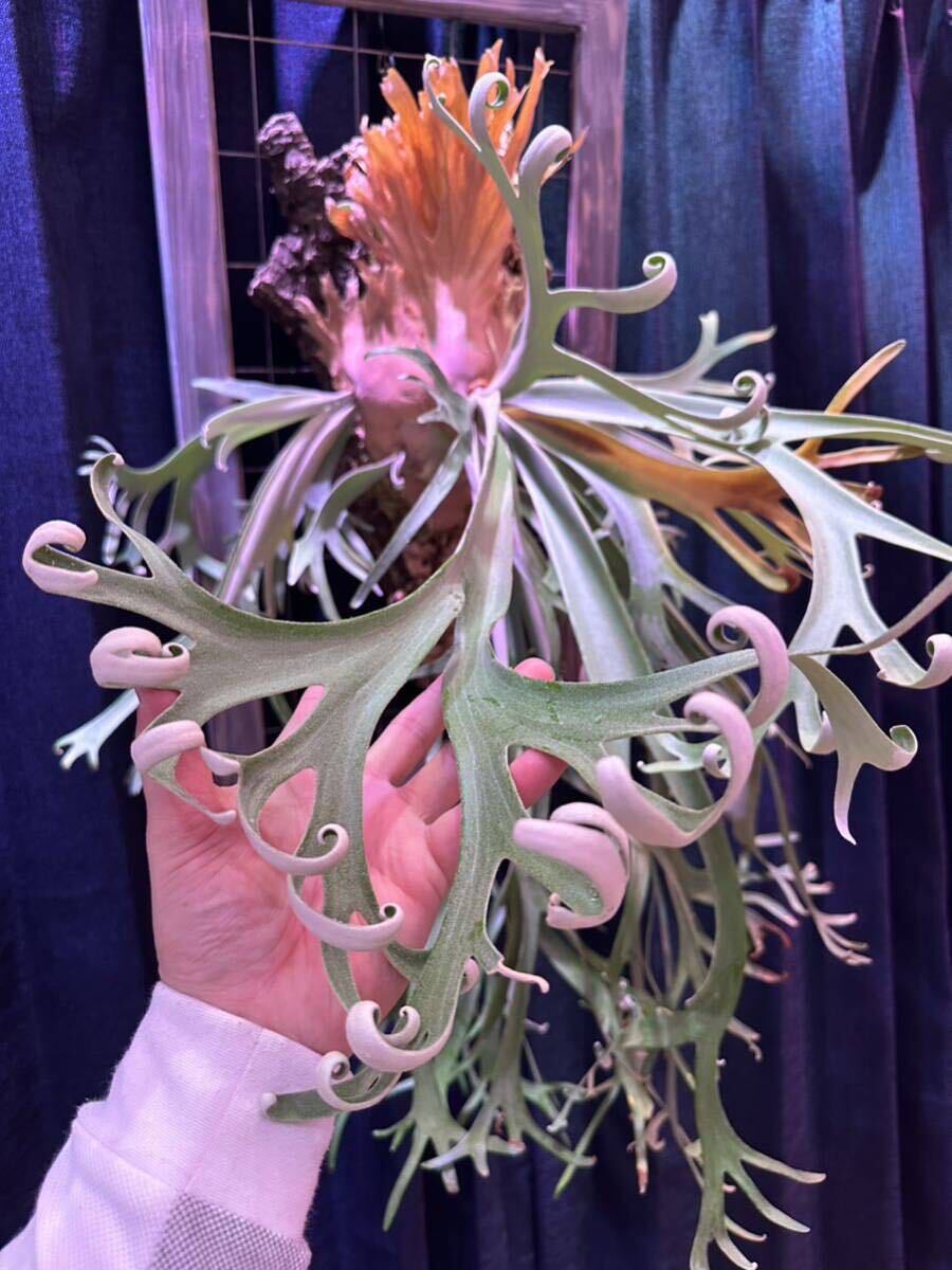 {Z} staghorn fern P.willinckii spore