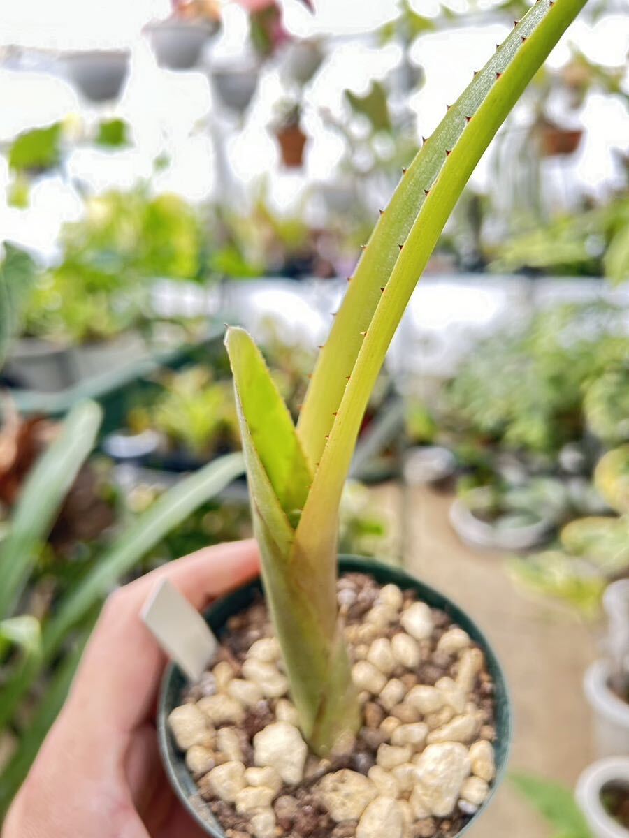 ビルベルギア・ツイーディエアナ・ラティセパラ　Billbergia tweedieana var. latisepala_画像1