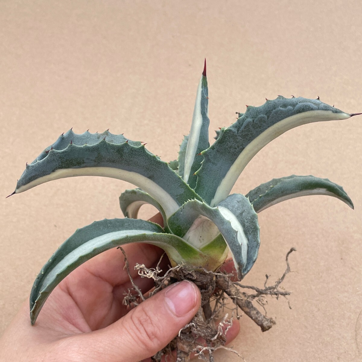 2Agave americana var. medio picta 'Alba' アガベ アメリカーナ メディオピクタ アルバ 華厳中白斑の画像2