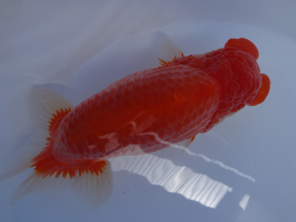 [. Tsu golgfish ] two -years old male 16 centimeter 3.30 shipping limitation (pick up) 
