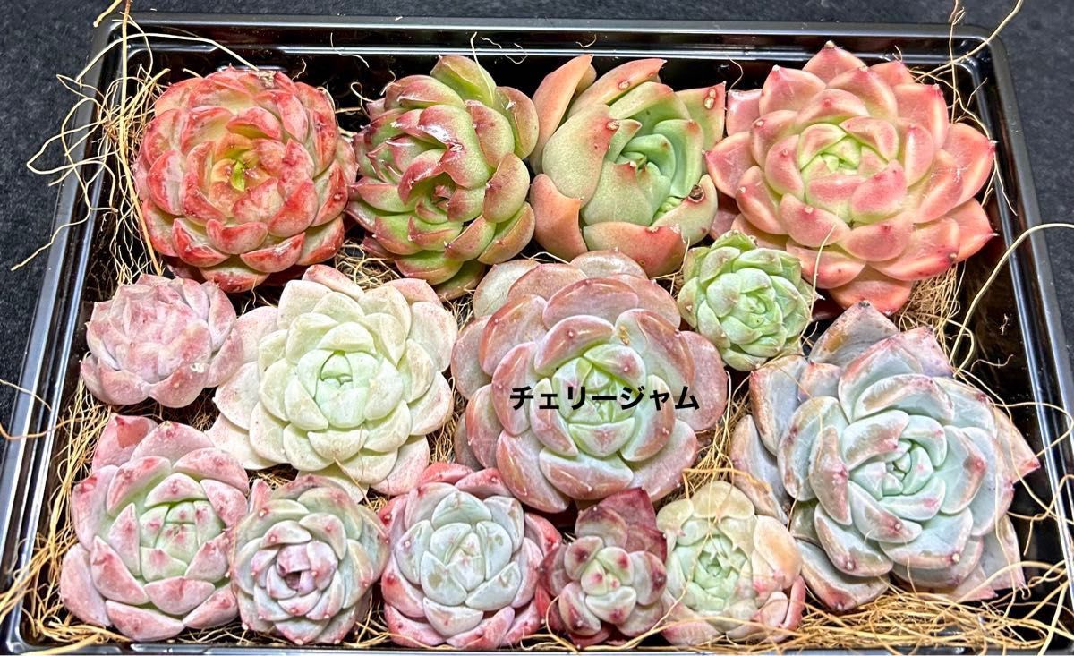 最終セール！多肉植物★エケベリア13個とセダムカット苗詰め合わせセット★新品種・チェリージャム★札落ち★韓国苗★寄せ植えに☆彡