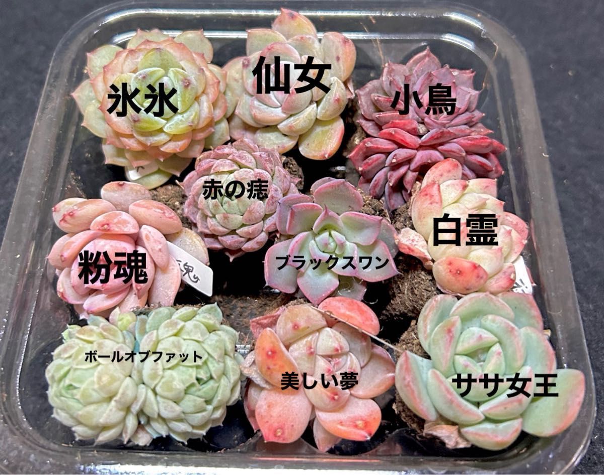 期間限定 値下げ中 お試しセール 多肉植物 新品種エケベリア 土 期間限定 値下げ中 お試しセール 多肉植物 新品種エケベリア 土