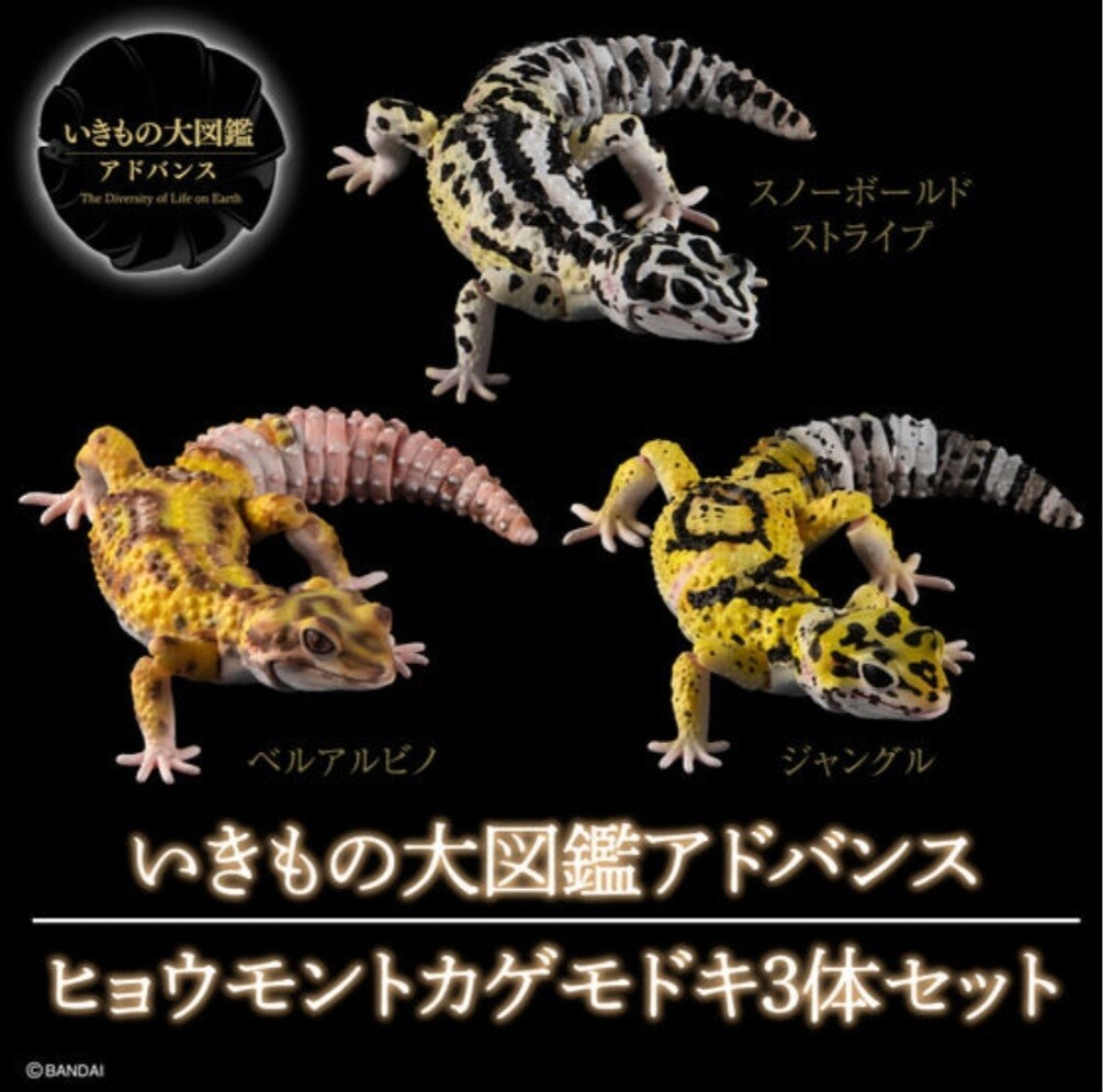 原色淡水魚図鑑Ⅱ 金のコイ(鯉・シークレット) - 生き物 原色淡水魚図鑑Ⅱ 金のコイ(鯉・シークレット) - 生き物