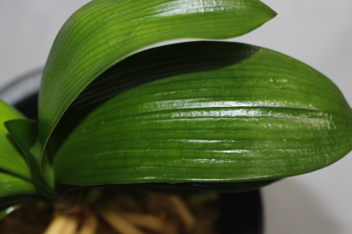 君子蘭　矮鶏系達磨　　　クンシラン　観葉植物_画像4