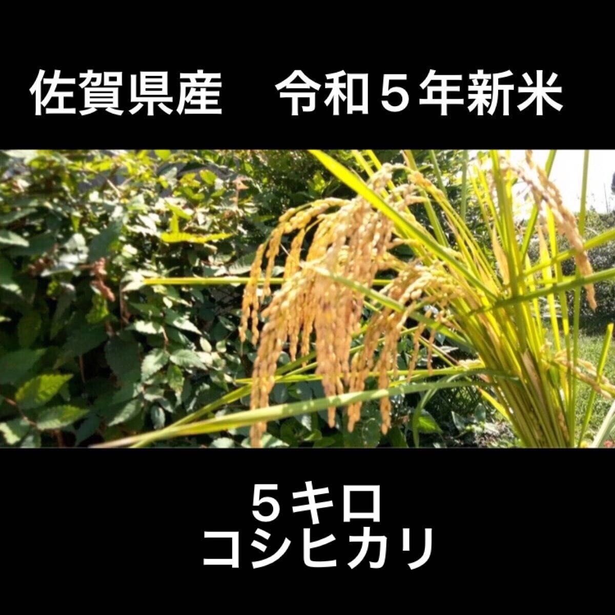 佐賀県産　コシヒカリ　棚田米　新米　5キロ 令和5年度産　数量限定　