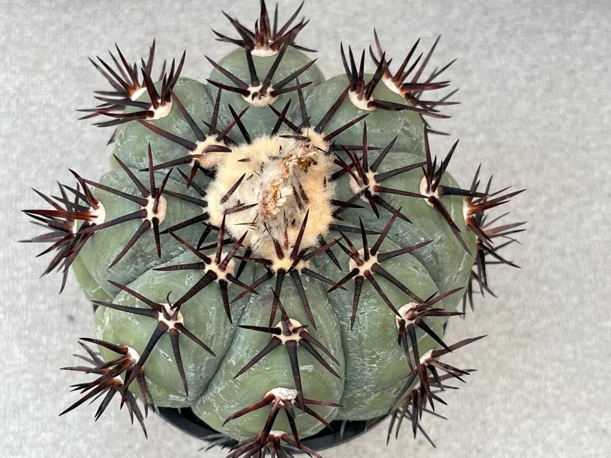 サボテン エキノカクタス 黒刺太平丸 Yahoo!オークション - サボテン 多肉植物 エキノカクタス 黒刺