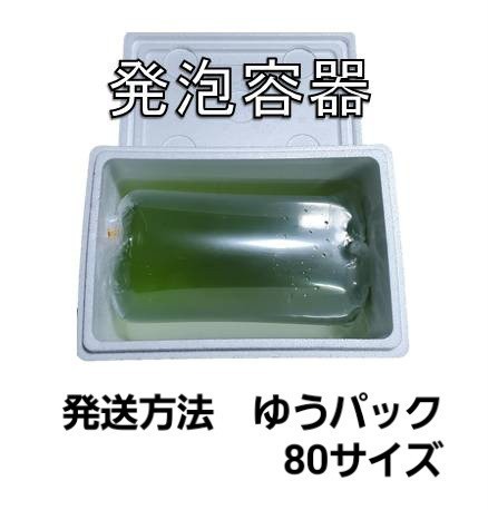 タマミジンコ20g+α60,000匹「めだか金魚熱帯魚の生き餌に！」の画像3