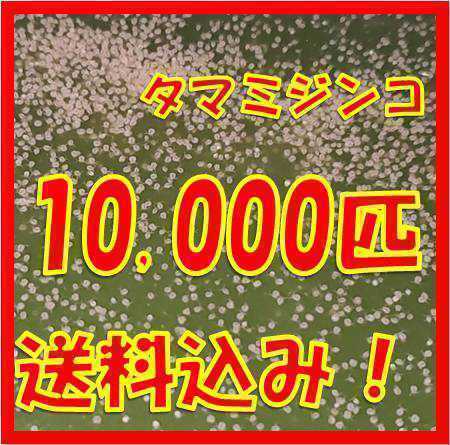 タマミジンコ 3g+α10,000匹「めだか金魚熱帯魚の生き餌に！」_画像1