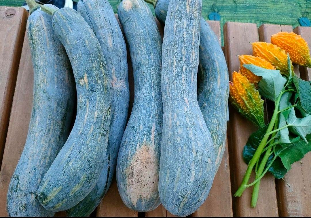 鶴首かぼちゃ種  30粒  野菜の種 固定種 種  カボチャ 長い首かぼちゃ