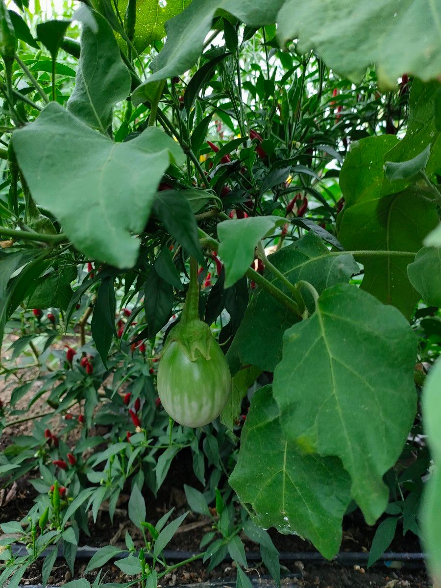 レア種 タイのナス マクアポ の種子 30粒 野菜の種 ナス 野菜