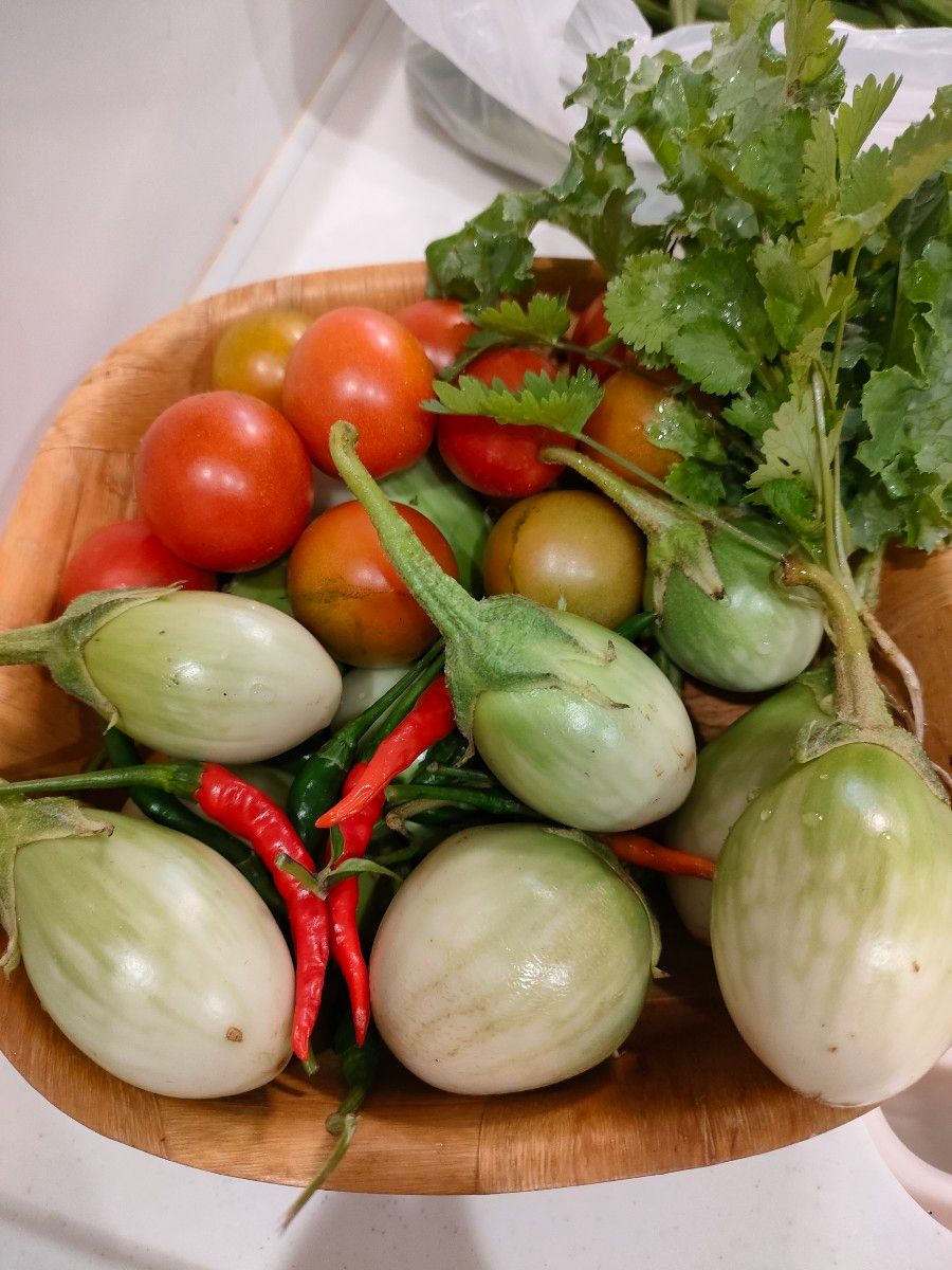 レア種 タイのナス マクアポ の種子 30粒 野菜の種 ナス 野菜
