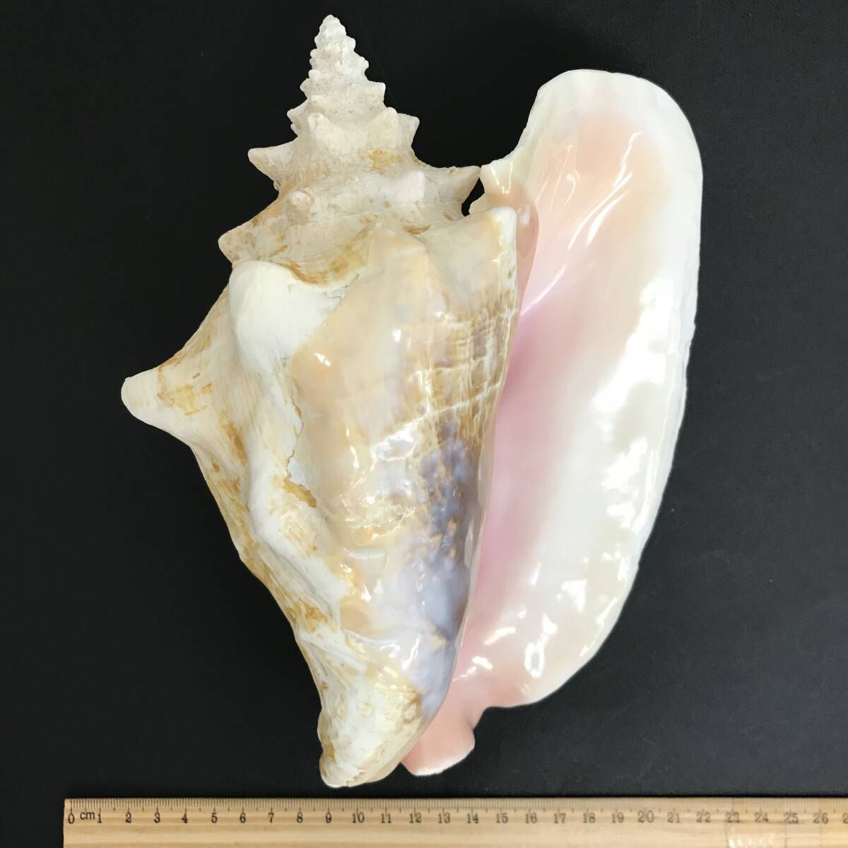 N247 貝殻 標本 ピンクガイ 貝 約225㎜の画像1