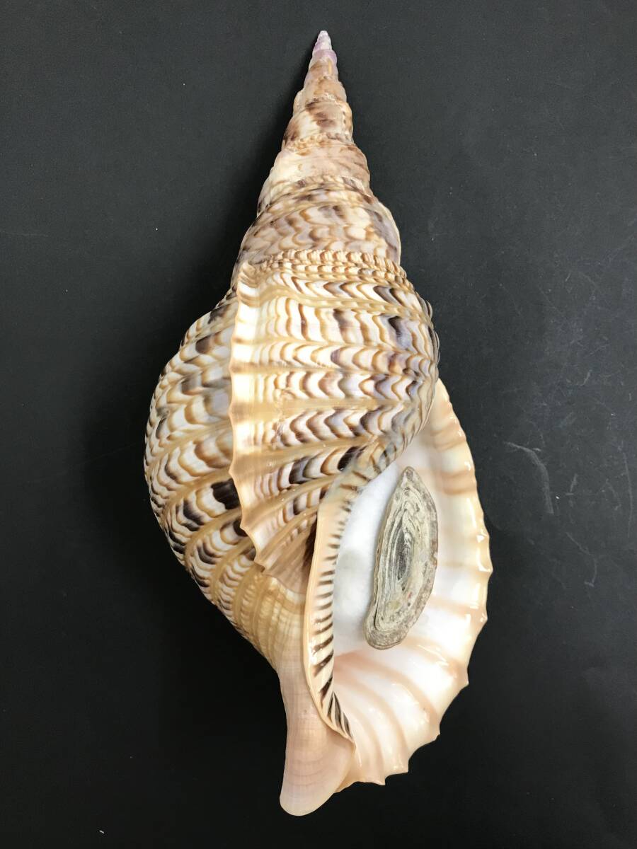 N248 貝殻 標本 ホラガイ 法螺貝 貝 約335㎜_画像1