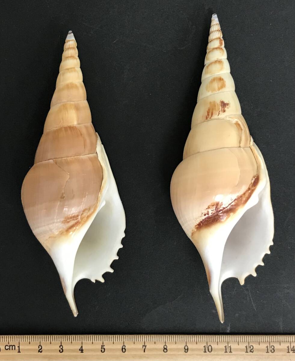 N241 貝殻 標本 エビスボラ 貝 約130㎜ 約140㎜ 2個セットの画像1