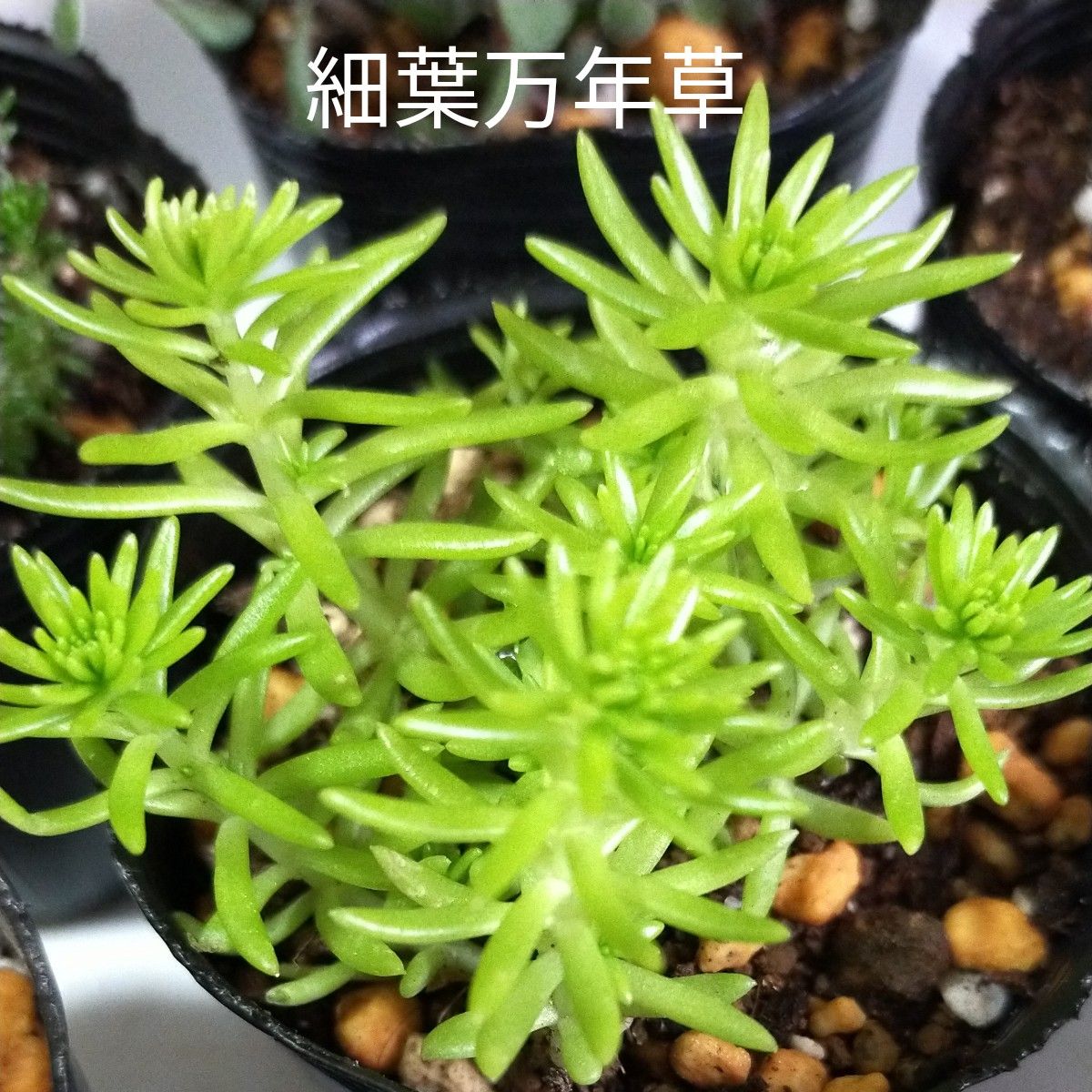 【お得！】多肉植物・根付きとカット苗・8種類まとめ売り