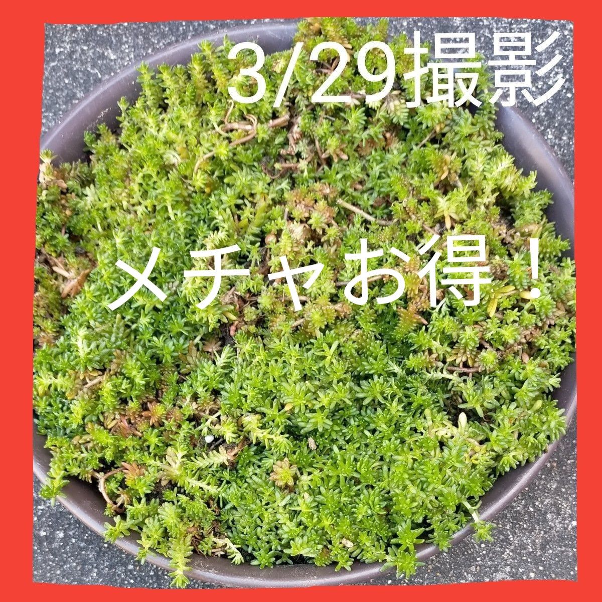 ①多肉植物・セダム・森村万年草抜き苗・いっぱい入れちゃいます！ネコポス発送☆。.:＊・゜