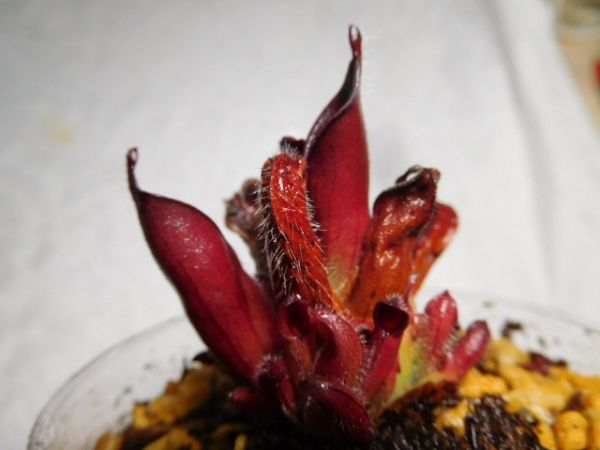 Heliamphora ciliata　 ヘリアンフォラ　シリアタ　食虫植物　２_見本(親株）直系9cmです