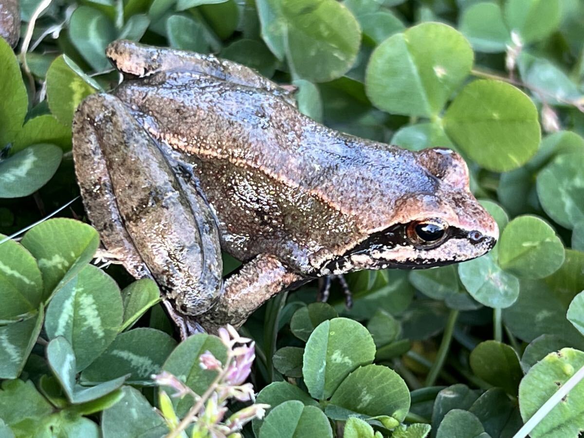 ☆タゴガエル　オス2匹　天然採取☆サイズ38mm前後　茨城県産_画像5