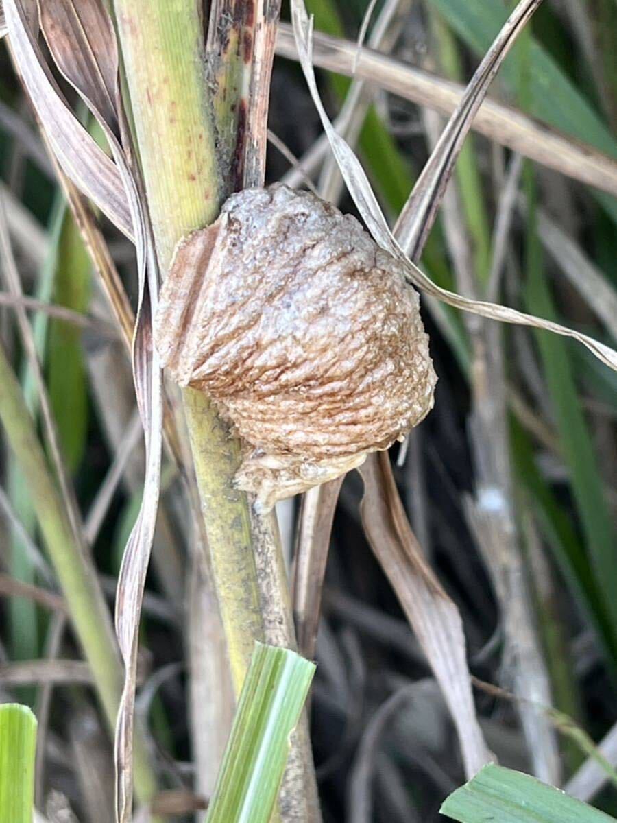 ☆オオカマキリの卵 5個　天然採取　茨城県産　カマキリ☆定形外郵便全国一律120円_画像1