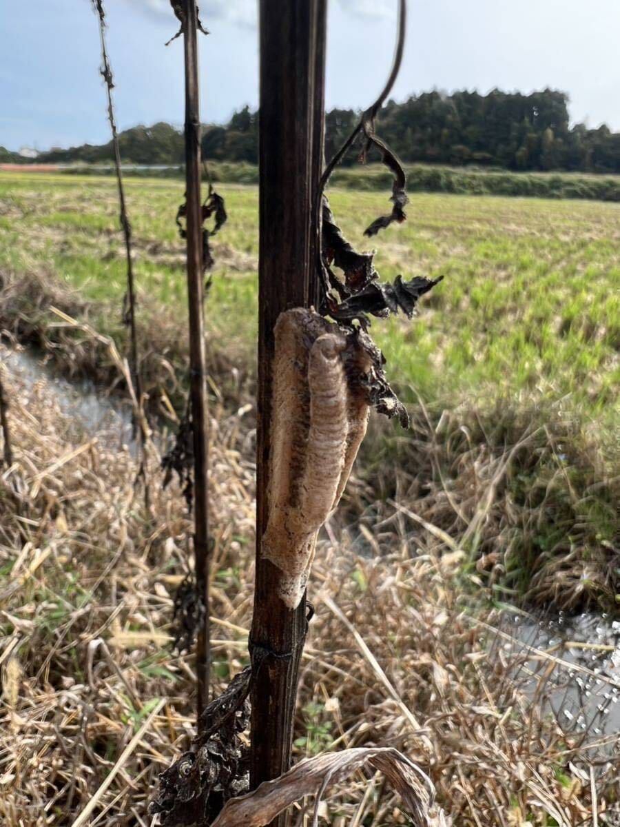 ☆チョウセンカマキリの卵 3個　天然採取　茨城県産　カマキリ☆定形外郵便全国一律120円_画像1