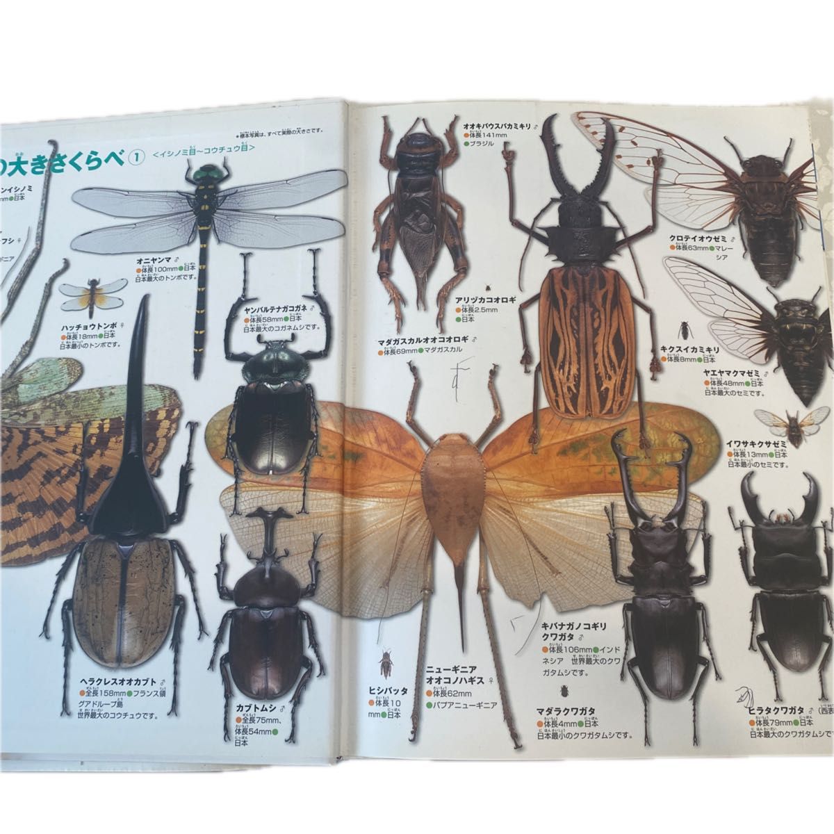 小学館の図鑑NEO 昆虫