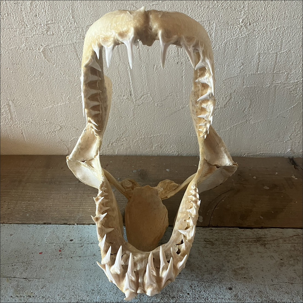 【アオザメ 顎骨格標本】検：レトロビンテージ海洋生物インテリア鮫魚シャーク牙オブジェサメ置物飾り装飾