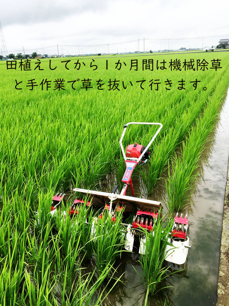 ＜こんな時代だからこそ自然栽培米＞令和5年度 茨城県産 コシヒカリ 玄米30㎏ 無農薬 無肥料 農家直送 の画像4