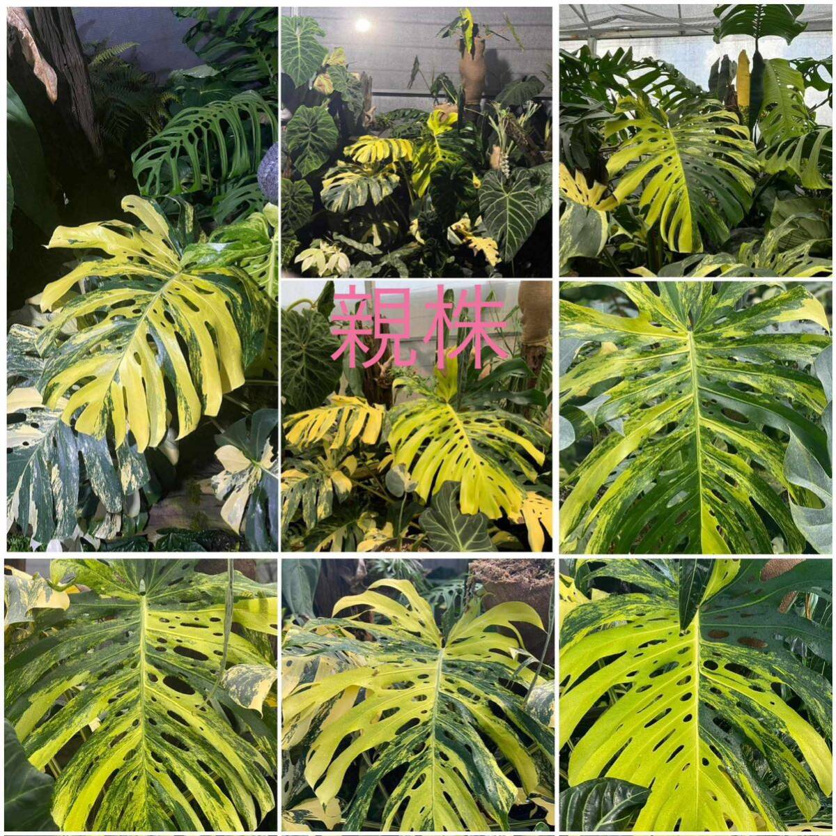 H2 モンステラデリシオーサ イエローマリリン Monstera Deliciosa Yellow Marilyn 組織培養苗 順化済の画像2