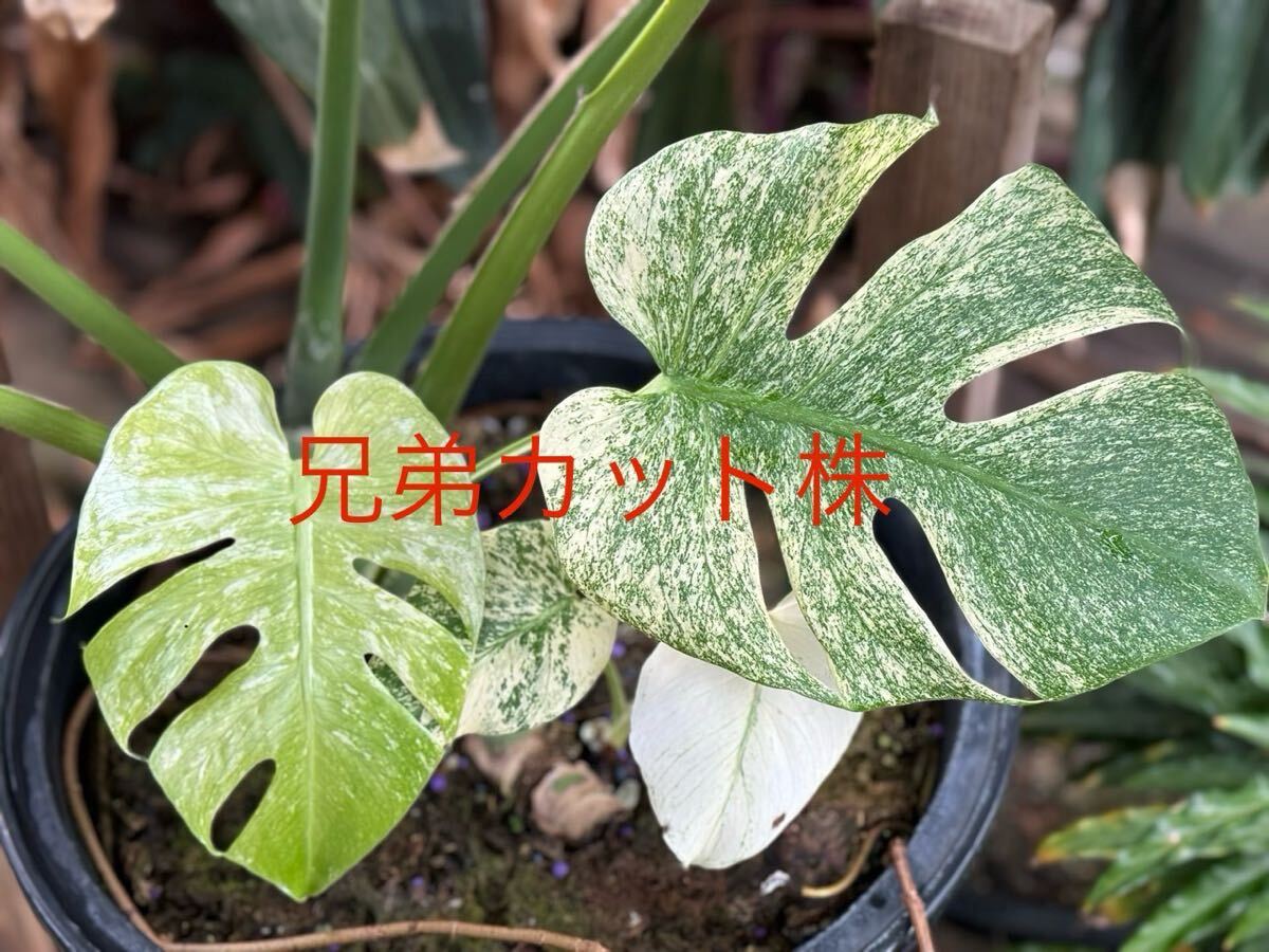 R3 モンステラ デリシオーサ ホワイトモンスター Monstera deliciosa White Monster 組織培養苗 順化済_画像2