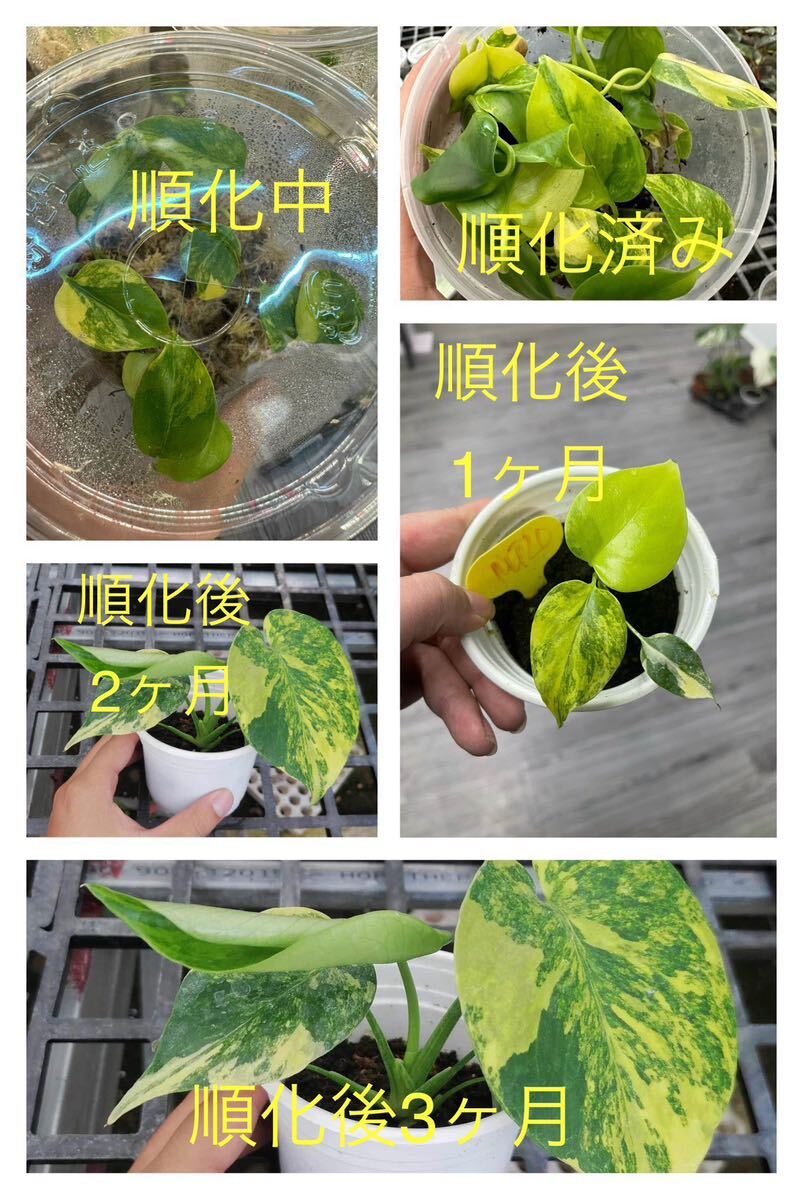 H10 モンステラデリシオーサ イエローマリリン Monstera Deliciosa Yellow Marilyn 組織培養苗　順化済_画像9