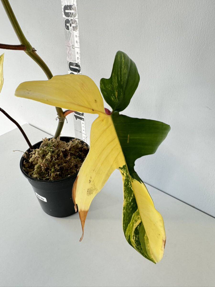 B10 フィロデンドロンフロリダビューティー斑入りPhilodendron 'Florida Beauty' Variegated_画像3