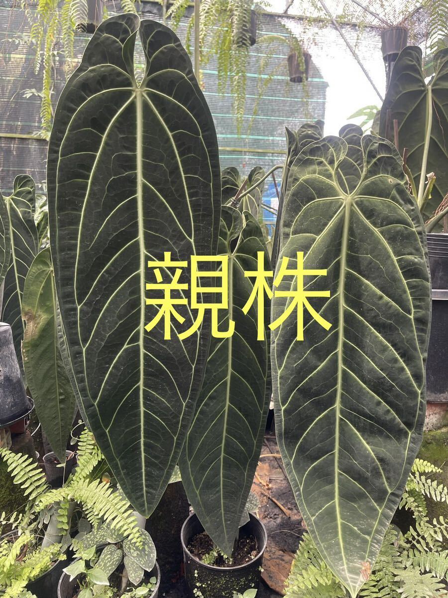 Z11 アンスリウム ワロケアナム レギュラーダークフォーム Anthurium Warocqueanum Dark Form Regular実生_画像1