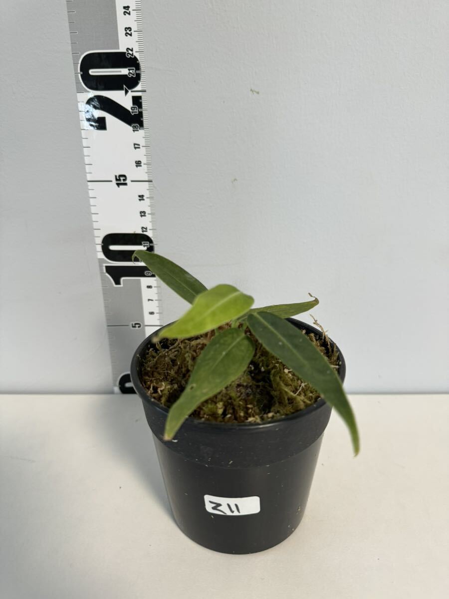 Z11 アンスリウム ワロケアナム レギュラーダークフォーム Anthurium Warocqueanum Dark Form Regular実生_画像8