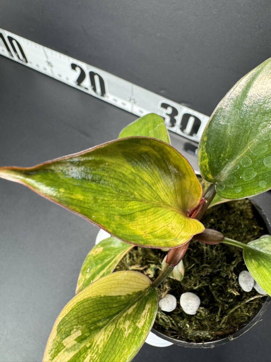 J3 超レア Philodendron Red Congo Variegated フィロデンドロン レッドコンゴ 超美斑入り 組織培養苗　順化済_画像3