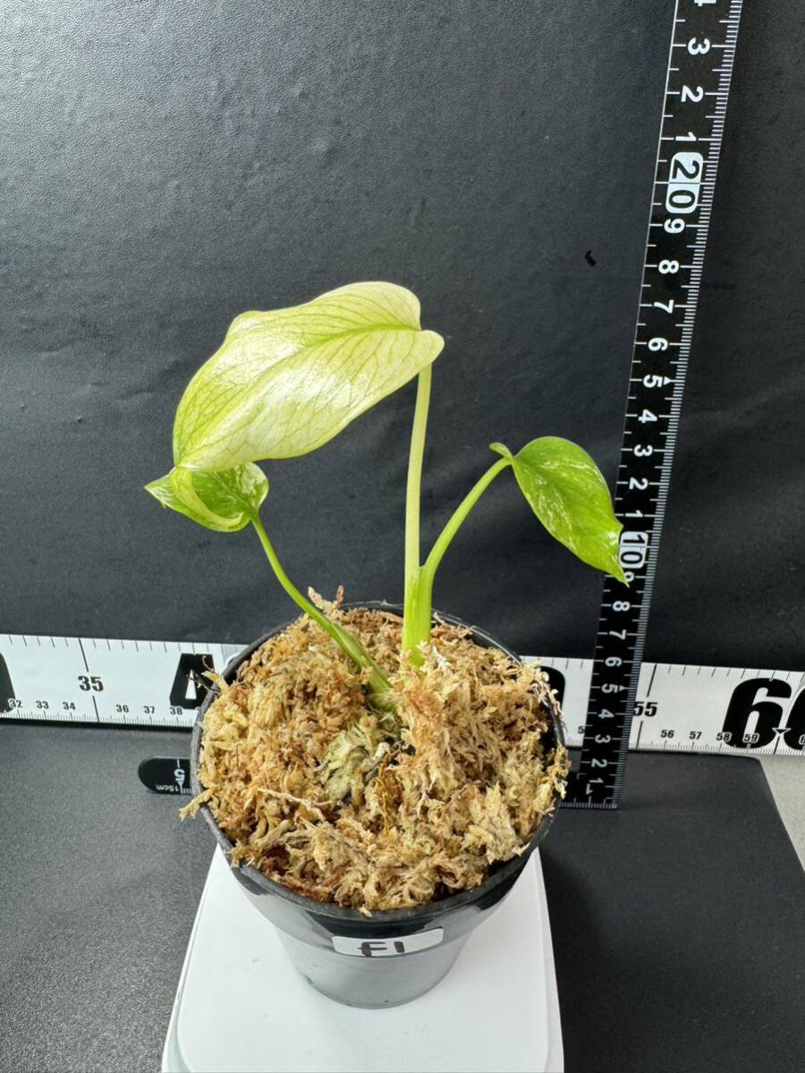 F1 モンステラ デリシオーサ ホワイトモンスター Monstera deliciosa White Monster 組織培養苗 順化済_画像8