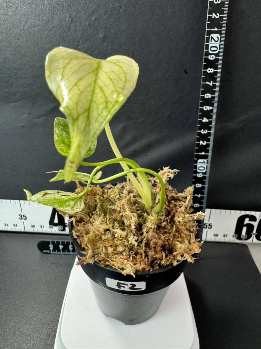 F2 モンステラ デリシオーサ ホワイトモンスター Monstera deliciosa White Monster 組織培養苗 順化済_画像8