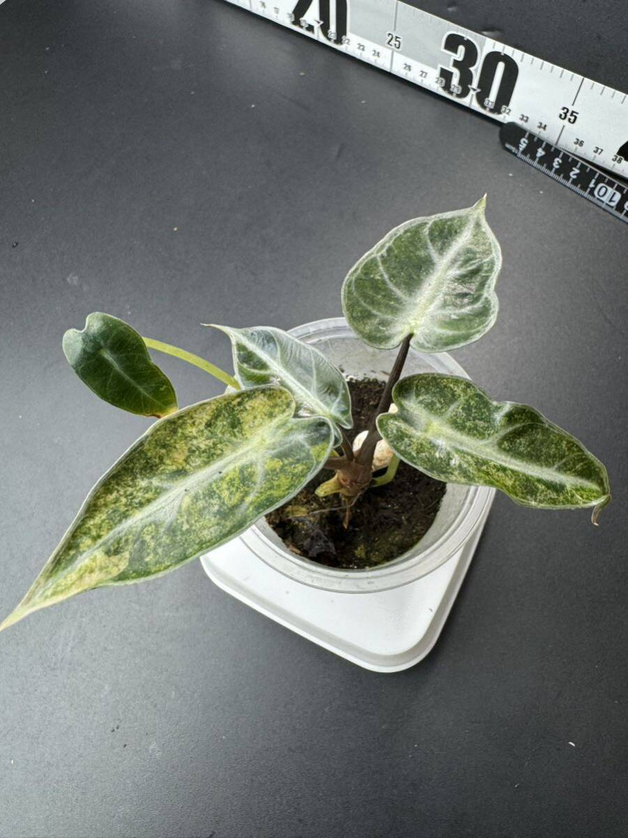 T5 アロカシア バンビーノ 斑入りAlocasia Bambino Aurea Variegated 組織培養 順化済の画像2