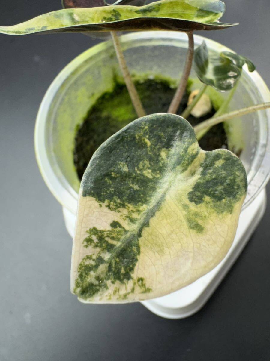 T6 アロカシア バンビーノ 斑入りAlocasia Bambino Aurea Variegated 組織培養 順化済_画像3