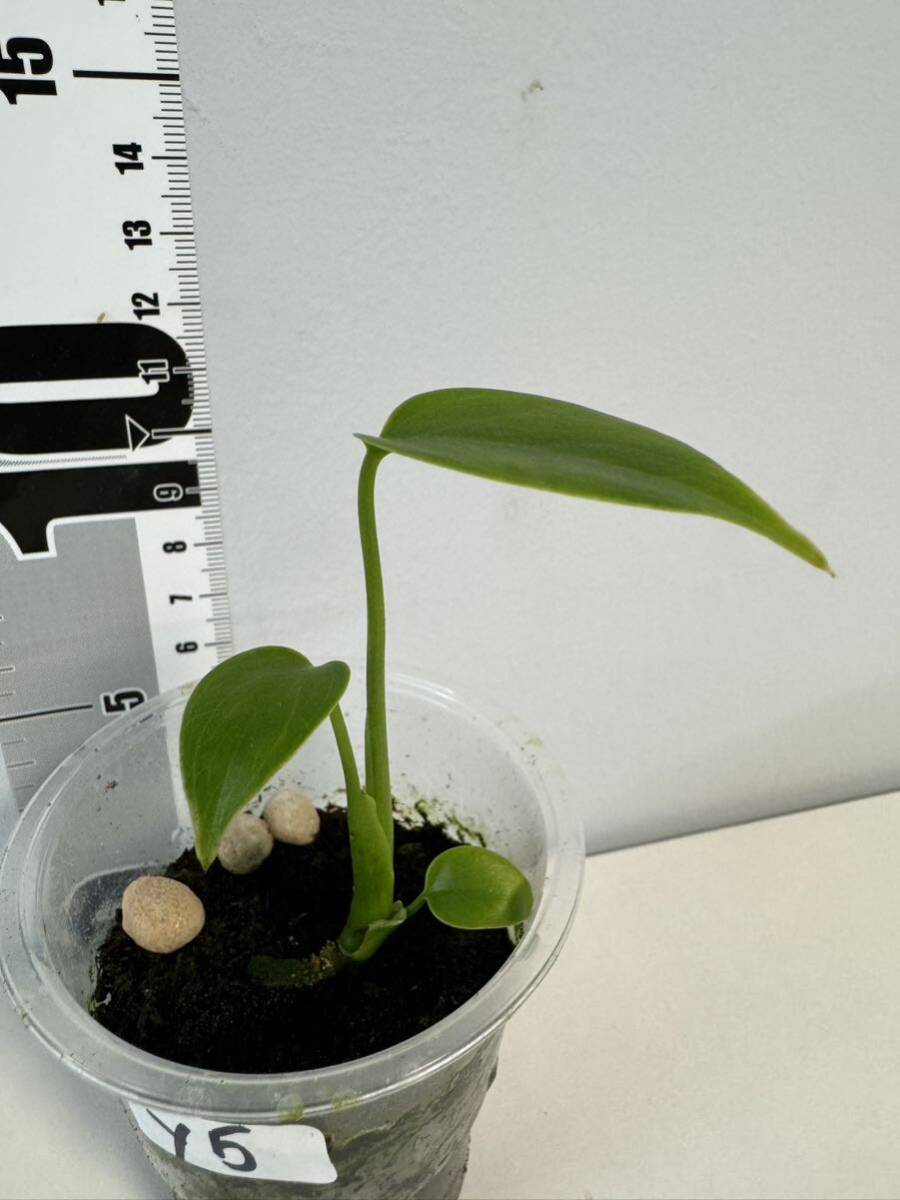 Y5 モンステラデリシオサコンパクタ 組織培養苗 順化済 Monstera deliciosa compacta_画像5